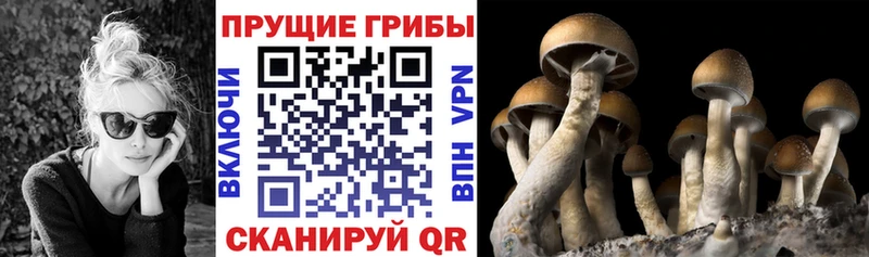 где можно купить наркотик  blacksprut   Галлюциногенные грибы мицелий  Майский 